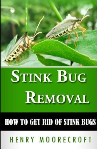 Stink Bug Removal: How to Get Rid of Stink Bugs