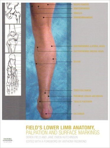 Lower Limb Anatomy, Palpation & Surface Markings