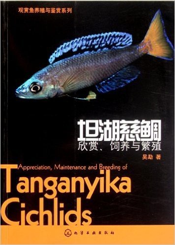 坦湖慈鲷:欣赏、饲养与繁殖