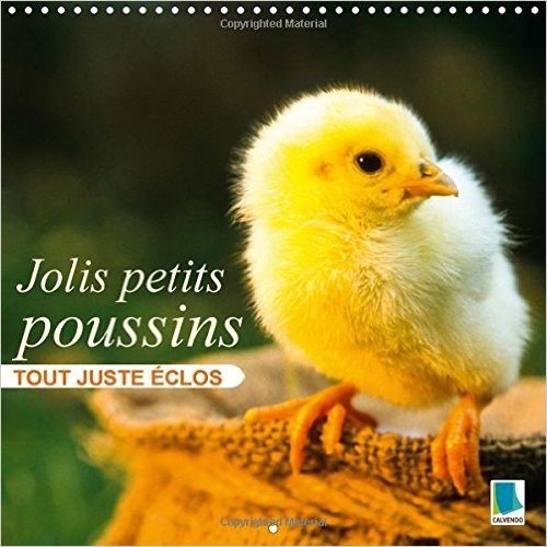 Mignons Poussins : Tout Juste Eclos: Petits Poussins Sortis De L'/Uf