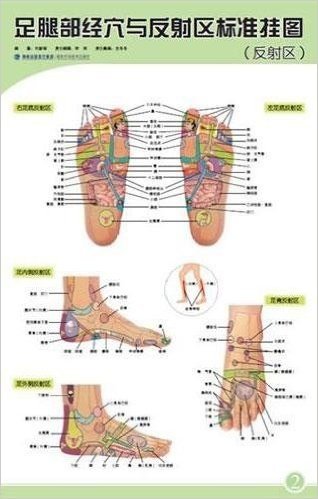 足腿部经穴与反射区标准挂图(附挂图2张+说明书1份)