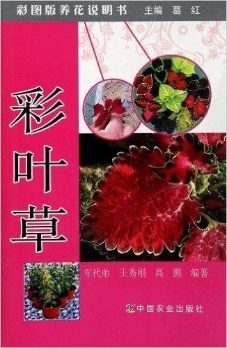 彩图版养花说明书:彩叶草