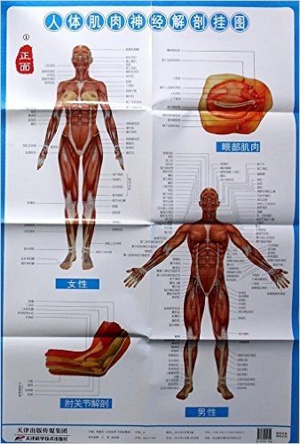 人体肌肉神经解剖标准挂图
